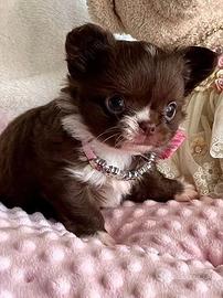 CHIHUAHUA TOY CUCCIOLI p.lungo CIOCCOLATO