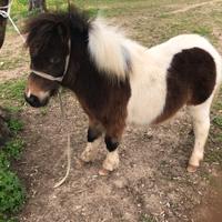 Mini pony maschio