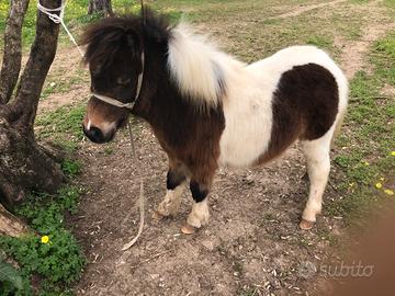 Mini pony maschio