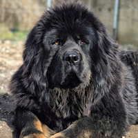 Mastino Tibetano per monta