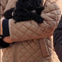 Barboncino toy molto piccolo