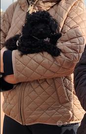 Barboncino toy molto piccolo