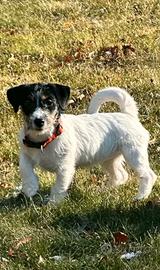 Cuccioli di Jack Russell Terrier