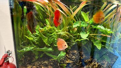 Discus, Scalari e piante