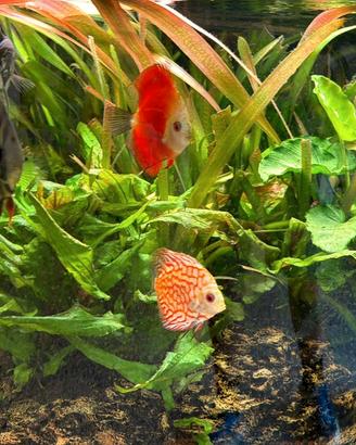 Discus, Scalari e piante