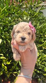 Maltipoo femmina mini