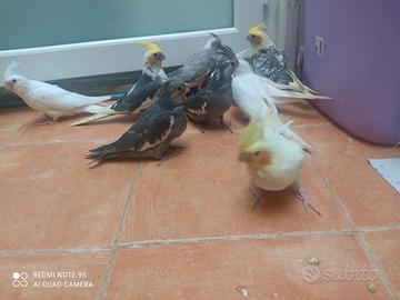 Docili pappagalli da compagnia