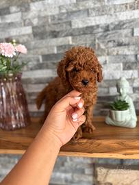 Cucciolo di barboncino mini toy