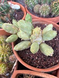 Cumulopuntia boliviana