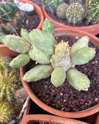 Cumulopuntia boliviana