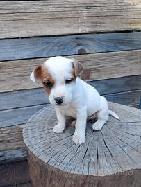 Jack Russell