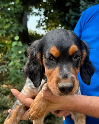 Cuccioli razza Breton