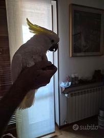 Vendita papagallo