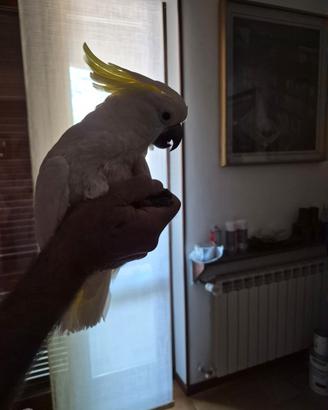 Vendita papagallo