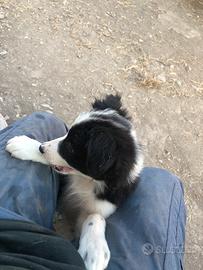 Regalati un Border Collie