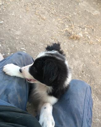 Regalati un Border Collie