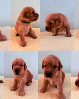 CUCCIOLI GOLDEN RETRIEVER 100% AMERICANI