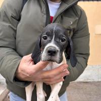 Cuccioli Pointer Inglese