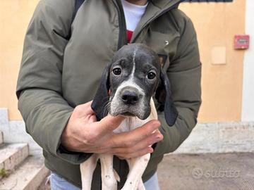 Cuccioli Pointer Inglese