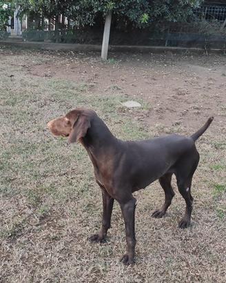 Bracca tedesca a pelo duro