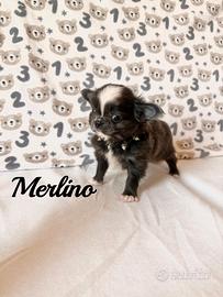 Chihuahua maschio con pedigree enci