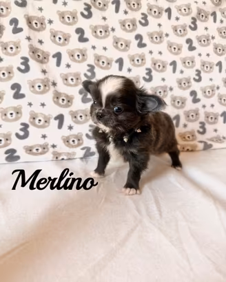 Chihuahua maschio con pedigree enci