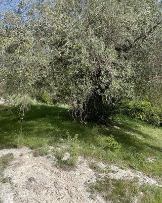 Terreno agricolo agrumeto