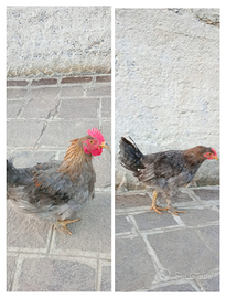 Coppia Marans 6 mesi gallo e gallina