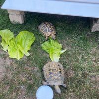 Coppie di tartarughe