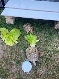 Coppie di tartarughe