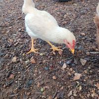 Polli, Galletti di casa