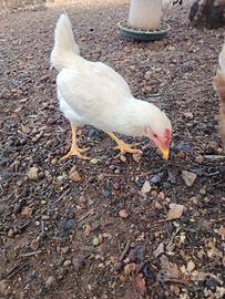 Polli, Galletti di casa