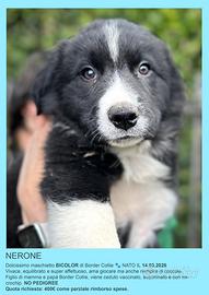 Cuccioli di border collie