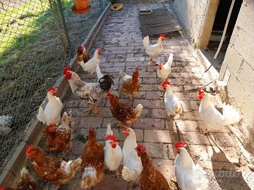 Galline ovaiole