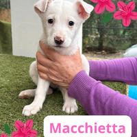 Macchietta