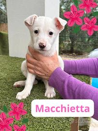 Macchietta
