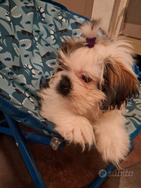 Cuccioli Shitzu