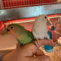 Inseparabili vari colori