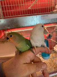 Inseparabili vari colori