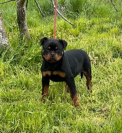 Cucciola Rottweiler