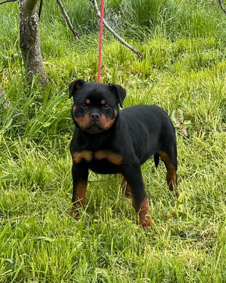 Cucciola Rottweiler