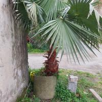 Palma da giardino