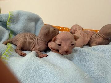 Cuccioli di gatto Sphynx