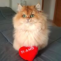 Gattina british longhair golden