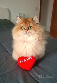 Gattina british longhair golden