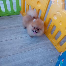 spitz nano 