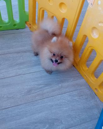 spitz nano 