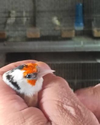 Cardellini mayor femmina