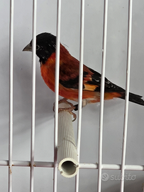 Cardinalino del Venezuela