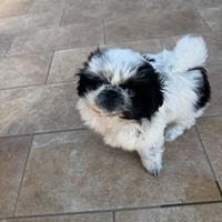 Cuccioli pechinese